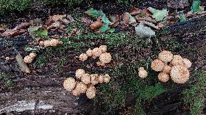 Sparriger-Schueppling_Pholiota-squarrosa_20260830_122524.jpg