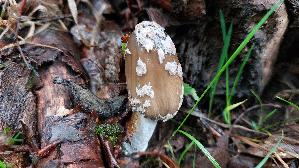 Spechttintling_Coprinopsis-picacea_20251007_152840.jpg