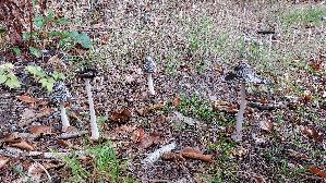 Spechttintling_Coprinopsis-picacea_20251016_124838.jpg