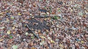 Spechttintling_Coprinopsis-picacea_20261018_124502.jpg