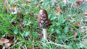 Spechttintling_Coprinopsis-picacea_20261019_120836.jpg