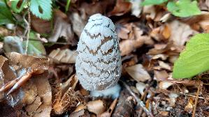 Spechttintling_Coprinopsis-picacea_20261020_103021.jpg
