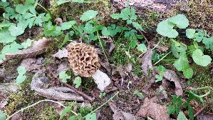 Speisemorchel_Morchella-esculenta_20260416_120430.jpg