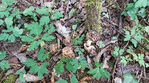 Speisemorchel_Morchella-esculenta_20260416_120909.jpg