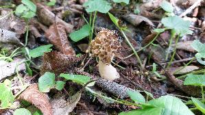 Speisemorchel_Morchella-esculenta_20260420_143907.jpg