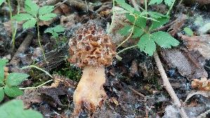 Speisemorchel_Morchella-esculenta_20260420_144236.jpg