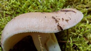 Speisetaeubling_Russula-vesca_20250727_120042.jpg