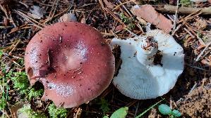 Speisetaeubling_Russula-vesca_20250904_105143.jpg