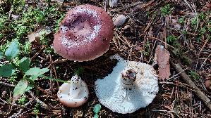 Speisetaeubling_Russula-vesca_20250904_105333.jpg