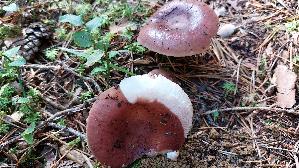 Speisetaeubling_Russula-vesca_20250904_105448.jpg