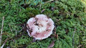 Speisetaeubling_Russula-vesca_20250904_115541.jpg