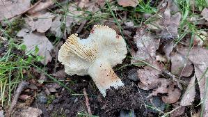 Speisetaeubling_Russula-vesca_20260608_113500.jpg