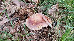 Speisetaeubling_Russula-vesca_20260608_114113.jpg