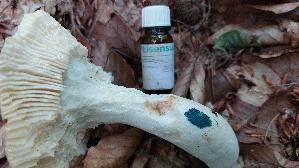 Speisetaeubling_Russula-vesca_20260615_123243.jpg