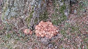 Spindeliger-Ruebling_Gymnopus-fusipes_20260611_160454.jpg