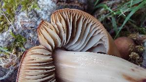 Spindeliger-Ruebling_Gymnopus-fusipes_20260611_160548.jpg