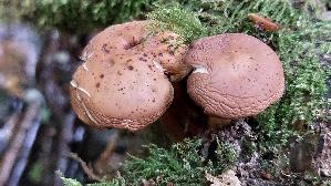 Spindeliger-Ruebling_Gymnopus-fusipes_20260708_100905.jpg