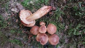 Spindeliger-Ruebling_Gymnopus-fusipes_20260708_100941.jpg
