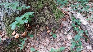 Spindeliger-Ruebling_Gymnopus-fusipes_20260708_101532.jpg