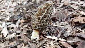 Spitzmorchel_Morchella-elata_20250410_124543.jpg