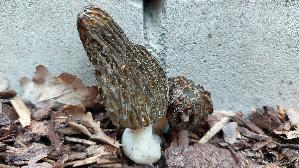 Spitzmorchel_Morchella-elata_20250410_124835.jpg