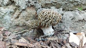 Spitzmorchel_Morchella-elata_20250410_125457.jpg
