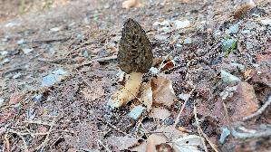 Spitzmorchel_Morchella-elata_20260419_172303.jpg