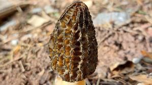 Spitzmorchel_Morchella-elata_20260419_172616.jpg