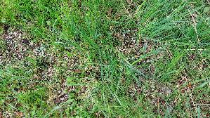 Spitzmorchel_Morchella-elata_20260421_142748.jpg