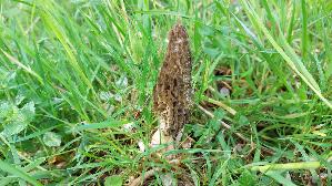 Spitzmorchel_Morchella-elata_20260421_142842.jpg