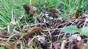 Spitzmorchel_Morchella-elata_20260421_143034.jpg