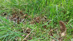 Spitzmorchel_Morchella-elata_20260421_143735.jpg