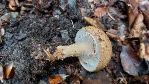 Spitzschuppiger-Stachelschirmling_Echinoderma-asperum_20261009_124705.jpg