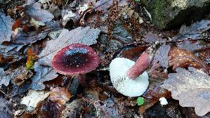Stachelbeer---Taeubling_Russula-queletii_20261022_102302.jpg
