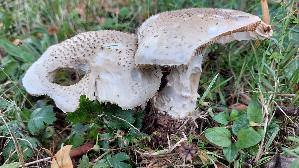 Stachelschuppiger-Wulstling_Amanita-solitaria_20250730_171134.jpg