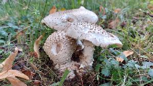 Stachelschuppiger-Wulstling_Amanita-solitaria_20250730_171214.jpg