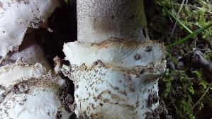 Stadt---Champignon_Agaricus-bitorquis_20250806_132822.jpg