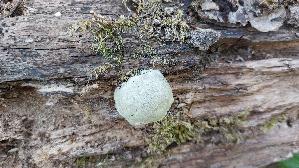 Staeublings---Schleimpilz_Reticularia-lycoperdon_20260408_131251.jpg