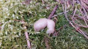 Staeublings---Schleimpilz_Reticularia-lycoperdon_20260412_162827.jpg