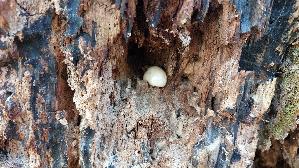 Staeublings---Schleimpilz_Reticularia-lycoperdon_20260415_093155.jpg