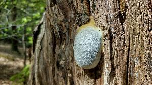 Staeublings---Schleimpilz_Reticularia-lycoperdon_20260426_142002.jpg