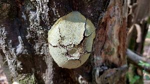 Staeublings---Schleimpilz_Reticularia-lycoperdon_20260426_155310.jpg