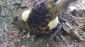 Staeublings---Schleimpilz_Reticularia-lycoperdon_20260427_122150.jpg