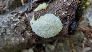 Staeublings---Schleimpilz_Reticularia-lycoperdon_20260427_122212.jpg