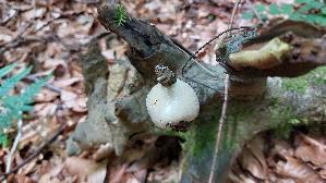 Staeublings---Schleimpilz_Reticularia-lycoperdon_20260608_133336.jpg