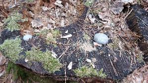 Staeublings---Schleimpilz_Reticularia-lycoperdon_20260913_103045.jpg