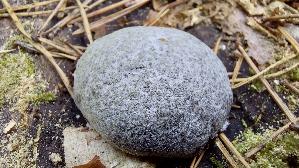Staeublings---Schleimpilz_Reticularia-lycoperdon_20260913_103057.jpg