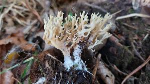 Steife-Koralle_Ramaria-stricta_20260929_121153.jpg