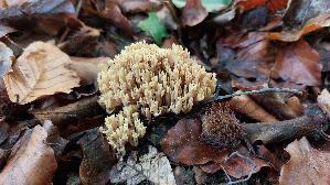 Steife-Koralle_Ramaria-stricta_20261015_115342.jpg