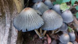 Steifstieliger-Tintling_Coprinellus-hiascens_20260929_122016.jpg